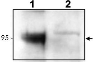 Western blot using Ntrk3 polyclonal antibody  to detect endogenous Ntrk3 in mouse cortex lysate (Lane 1). (NTRK3 antibody  (C-Term))