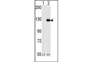 Image no. 1 for anti-Budding Uninhibited By Benzimidazoles 1 Homolog beta (Yeast) (BUB1B) (N-Term) antibody (ABIN360515) (BUB1B antibody  (N-Term))