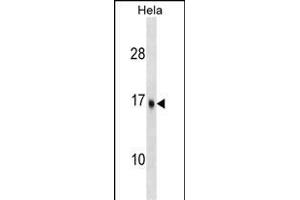 UBE2D3 Antibody (C-term) (ABIN1536647 and ABIN2848493) western blot analysis in Hela cell line lysates (35 μg/lane). (UBE2D3 antibody  (C-Term))