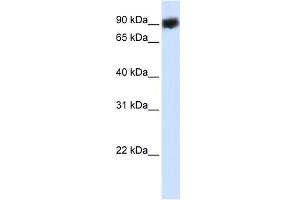 WB Suggested Anti-HSP90B1 Antibody Titration:  0.