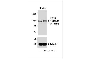 Western blot analysis of lysates from Jurkat cell line, untreated or treated with CoCl2, 0. (HIF1A antibody)