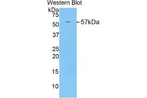 Western blot analysis of the recombinant protein. (CUZD1 antibody  (AA 291-545))