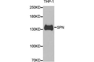 Western blot analysis of extracts of THP-1 cells, using SPN antibody (ABIN5973813) at 1/1000 dilution. (CD43 antibody)