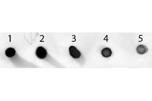 Dot Blot of Sheep anti-Mouse IgG Antibody Alkaline Phosphatase Conjugated. (Sheep anti-Mouse IgG (Heavy & Light Chain) Antibody (Alkaline Phosphatase (AP)) - Preadsorbed)