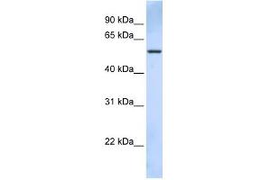 WB Suggested Anti-TRIM43 Antibody Titration:  0. (TRIM43 antibody  (C-Term))