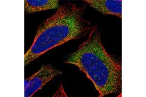 Immunofluorescent staining of human cell line U-2 OS with PDCD5 polyclonal antibody  shows positivity in cytoplasm. (PDCD5 antibody)