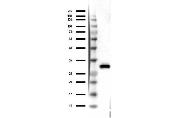 RFP antibody