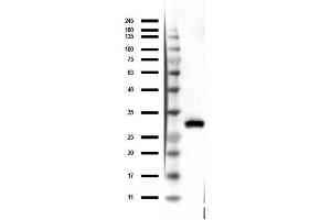 Western Blot of Mouse Anti-RFP Antibody Western Blot of Mouse Anti-RFP Antibody. (RFP antibody)