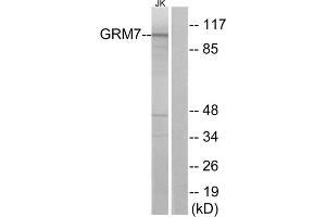 Western blot analysis of extracts from Jurkat cells, using GRM7 antibody. (GRM7 antibody  (Internal Region))