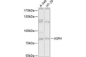 Western blot analysis of extracts of various cell lines, using ASPH antibody (ABIN6127459, ABIN6137213, ABIN6137215 and ABIN6217041) at 1:3000 dilution. (Aspartate beta Hydroxylase antibody  (AA 111-270))