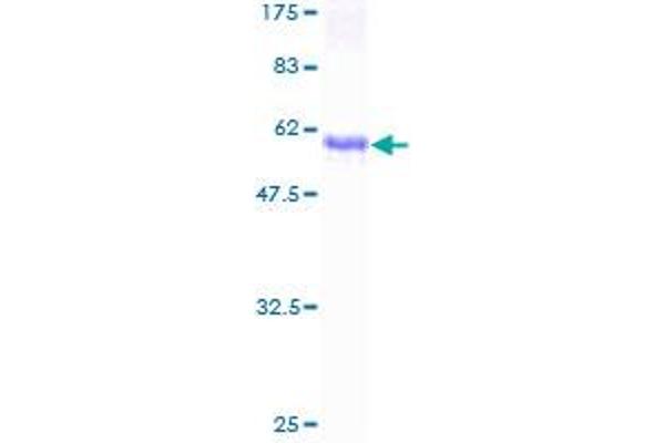 EPH Receptor A7 Protein (EPHA7) (AA 1-279) (GST tag)