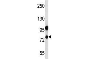 NLRP10 antibody western blot analysis in human placenta tissue lysate. (NLRP10 antibody  (AA 466-494))