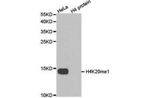 Western blot analysis of extracts of HeLa cell line and H4 protein expressed in E. (Histone H4 antibody  (meLys20))