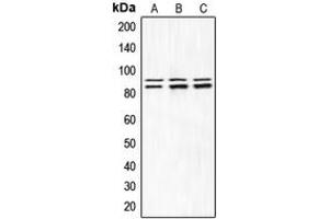 Western blot analysis of IKK alpha/beta (pS180/181) expression in HEK293T LPS-treated (A), Raw264. (IKK-alpha /IKK-beta antibody  (pSer180, pSer181))