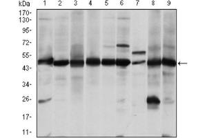 Western blot analysis using ASS1 antibody against A431 (1), RAJI (2), L1210 (3), MOLT4 (4), Jurkat (5), A549 (6), NIH/3T3 (7), PC-12 (8) and Cos7 (9) cell lysate.