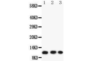 Anti-Eotaxin 3 Picoband antibody,  All lanes: Anti-Eotaxin 3 at 0. (CCL26 antibody  (AA 24-94))