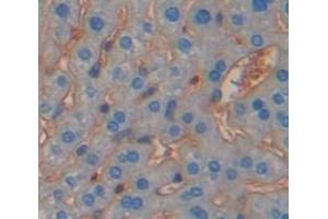 Used in DAB staining on fromalin fixed paraffin- embedded Kidney tissue (Protocadherin 1 antibody  (AA 246-517))