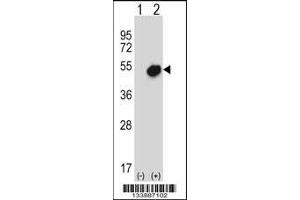 Western blot analysis of NR0B1 using rabbit polyclonal NR0B1 Antibody using 293 cell lysates (2 ug/lane) either nontransfected (Lane 1) or transiently transfected (Lane 2) with the NR0B1 gene.