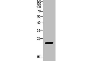 Western Blot analysis of customer's (cat sample) using Ribosomal Protein L17 Polyclonal Antibody (RPL17 antibody  (Internal Region))