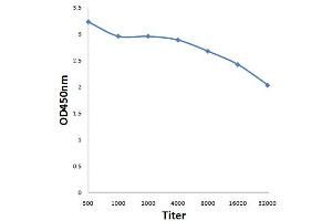 Antigen: 0. (NCOR2 antibody  (AA 2201-2525))