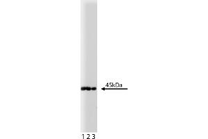Western Blotting (WB) image for anti-Mitogen-Activated Protein Kinase Kinase 1 (MAP2K1) antibody (ABIN967763) (MEK1 antibody)