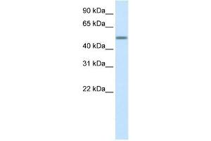 Human Liver; WB Suggested Anti-HSZFP36 Antibody Titration: 0.