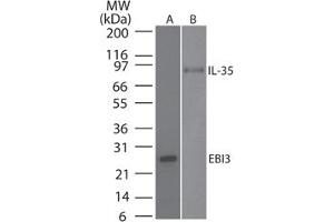 Image no. 1 for anti-Interleukin-27 subunit beta (IL-27b) antibody (ABIN959968)