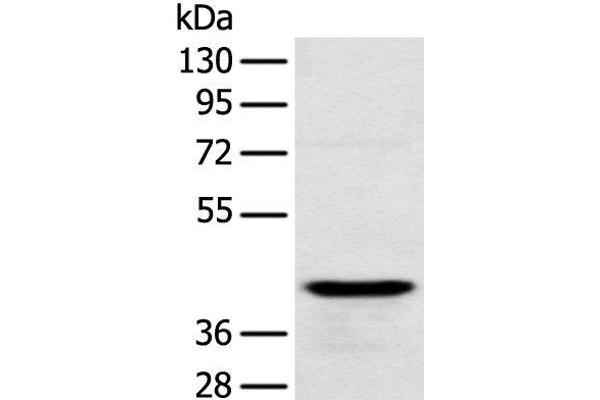 RSPH1 antibody