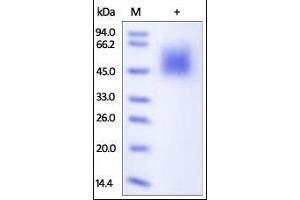Human B7-1, His Tag on SDS-PAGE under reducing (R) condition. (CD80 Protein (CD80) (AA 35-242) (His tag))
