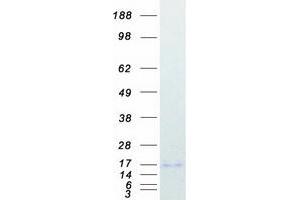 Validation with Western Blot (HBG1 Protein (Myc-DYKDDDDK Tag))