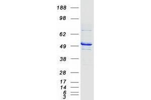 Validation with Western Blot (TUBG1 Protein (Myc-DYKDDDDK Tag))
