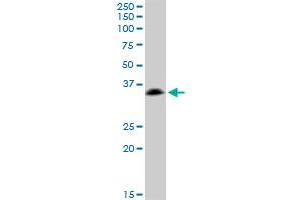 SSR1 MaxPab polyclonal antibody. (SSR1 antibody  (AA 1-286))