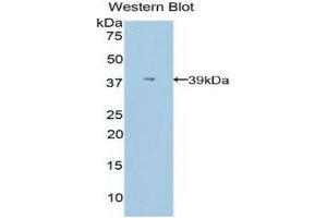 Western Blotting (WB) image for anti-Apolipoprotein C-I (APOC1) (AA 30-88) antibody (ABIN1858053) (APOC1 antibody  (AA 30-88))