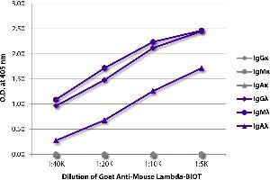 ELISA plate was coated with purified mouse IgGκ, IgMκ, IgAκ, IgGλ, IgMλ, and IgAλ. (Goat anti-Mouse Ig (Chain kappa) Antibody (Biotin))