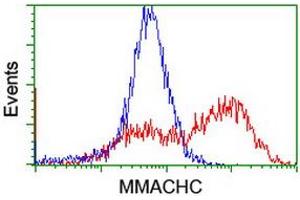 Flow Cytometry (FACS) image for anti-Methylmalonic Aciduria (Cobalamin Deficiency) CblC Type, with Homocystinuria (MMACHC) antibody (ABIN1499512) (MMACHC antibody)