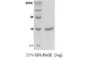 Figure annotation denotes ug of protein loaded and % gel used. (KIT Ligand Protein (KITLG))