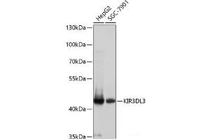 Western blot analysis of extracts of various cell lines using KIR3DL3 Polyclonal Antibody at dilution of 1:1000. (KIR3DL3 antibody)