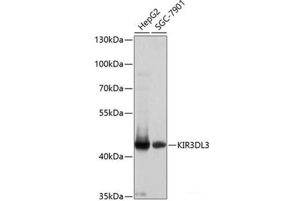 KIR3DL3 Antikörper