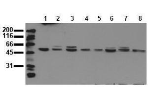 Western Blotting (WB) image for anti-Mitogen-Activated Protein Kinase 9 (MAPK9) antibody (ABIN126823) (JNK2 antibody)