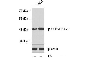Western blot analysis of extracts from HeLa cells untreated or treated with UV using Phospho-CREB1(S133) Polyclonal Antibody. (CREB1 antibody  (pSer133))