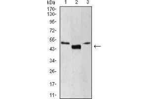 Western blot analysis using LEF1 mouse mAb against Jurkat (1), HepG2 (2), and MOLT4 (3) cell lysate.