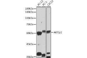 Western blot analysis of extracts of various cell lines, using /2 antibody (ABIN1679270, ABIN1679271, ABIN7101491 and ABIN7101492) at 1:1000 dilution. (AKT1/2 antibody)