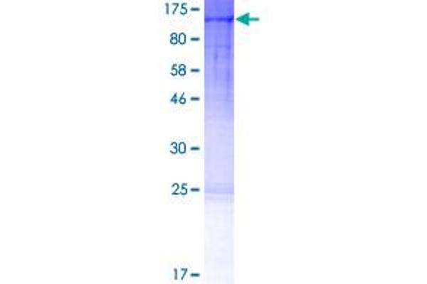 Cullin 4A Protein (CUL4A) (AA 1-759) (GST tag)
