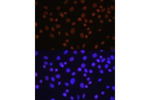 Immunofluorescence analysis of NIH/3T3 cells using HD antibody (ABIN7267707) at dilution of 1:100. (HDAC1 antibody)