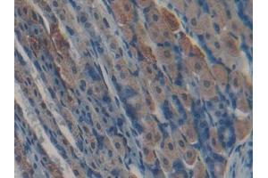 DAB staining on IHC-P; Samples: Mouse Stomach Tissue (Kallikrein 5 antibody  (AA 25-261))