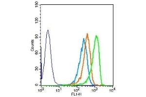 Human HepG2 cells probed with Rabbit Anti-DOK5 Polyclonal Antibody (DOK5 antibody  (AA 21-120))