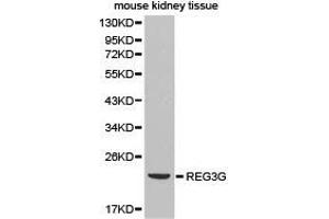 Western Blotting (WB) image for anti-Regenerating Islet Derived Protein 3 gamma (REG3g) antibody (ABIN1874579) (REG3g antibody)