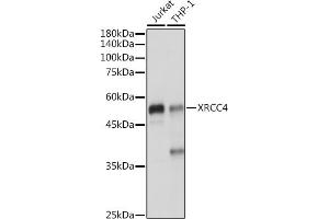 Western blot analysis of extracts of various cell lines, using XRCC4 antibody (ABIN3022381, ABIN3022382, ABIN3022383 and ABIN6218772) at 1:1000 dilution. (XRCC4 antibody  (AA 1-336))