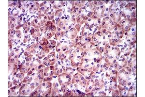 Immunohistochemistry (IHC) image for anti-Prosaposin (PSAP) (AA 325-524) antibody (ABIN1845961) (Prosaposin antibody  (AA 325-524))