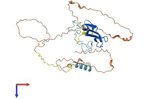 ZAR1L Protein (AA 1-321) (His tag)
